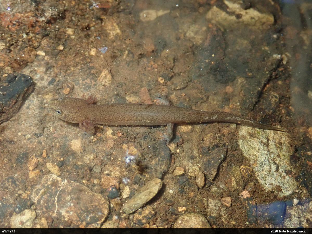 Northern Red Salamander