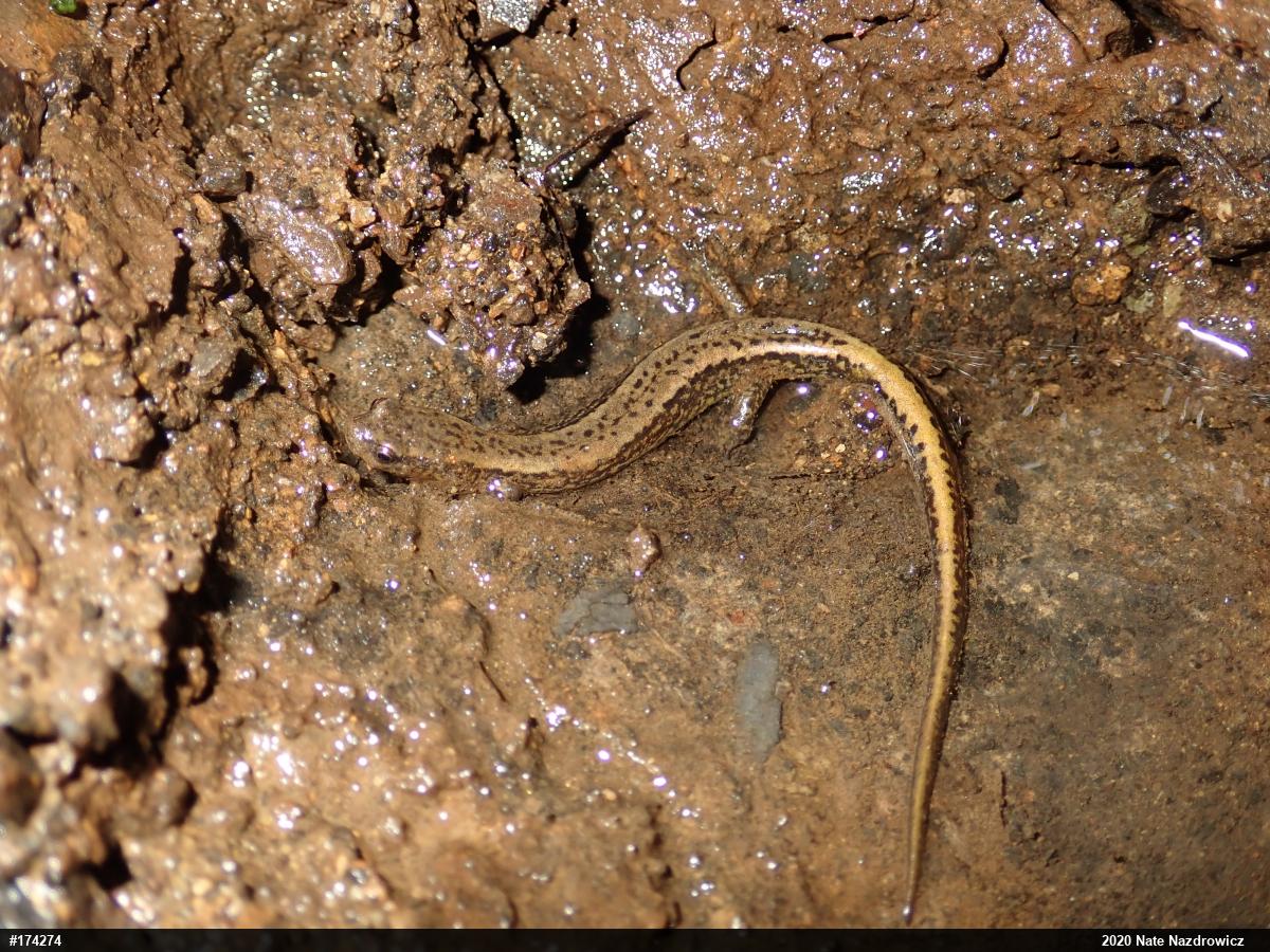Northern Two-lined Salamander