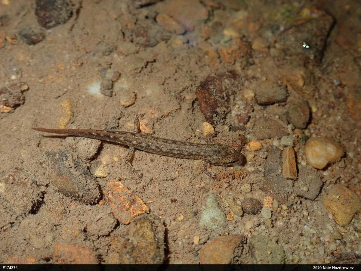 Northern Two-lined Salamander