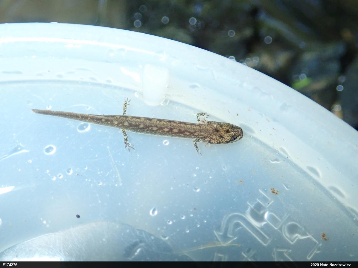 Northern Two-lined Salamander