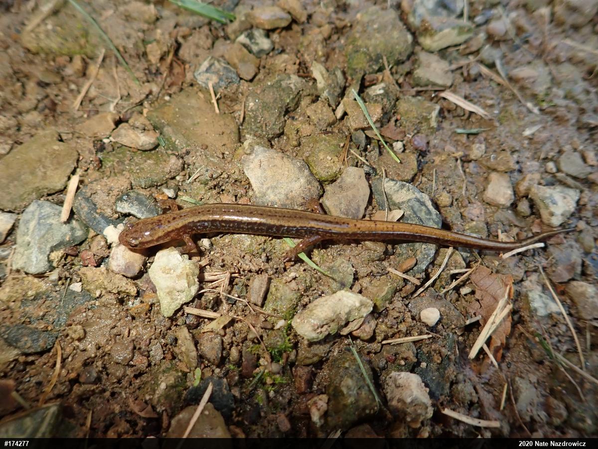 Northern Two-lined Salamander