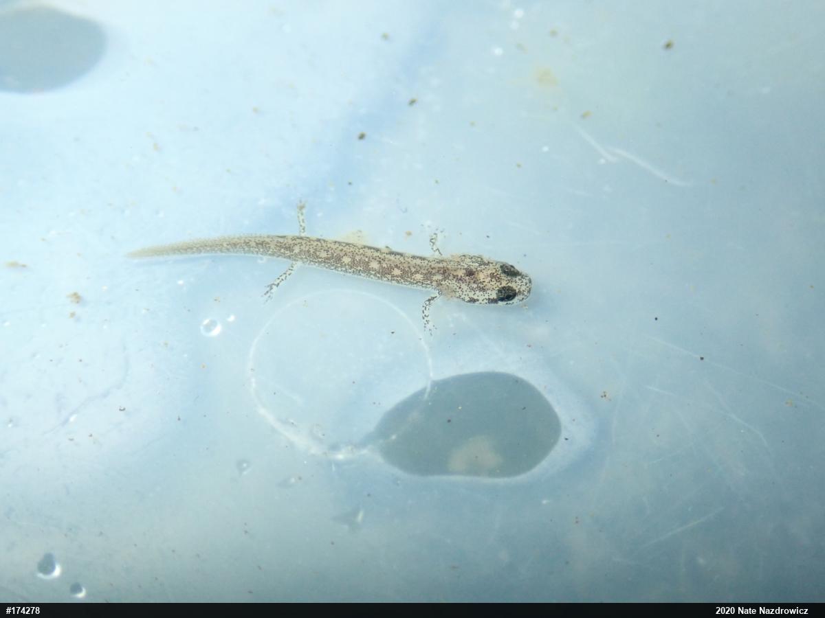 Northern Two-lined Salamander