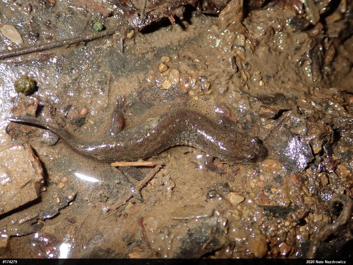 Northern Dusky Salamander