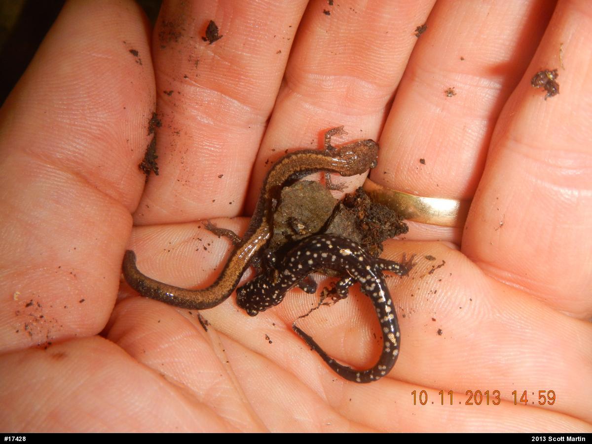 Eastern Red-backed  Salamander