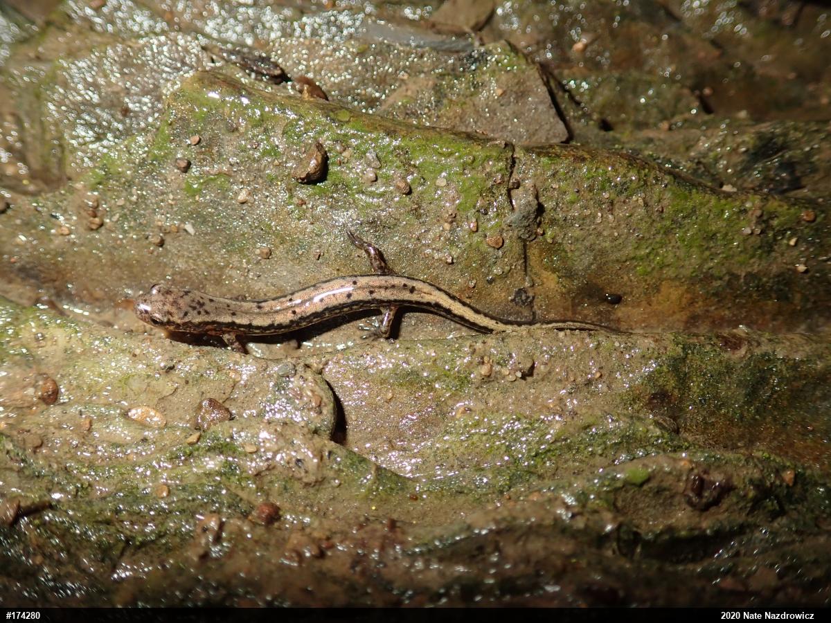 Northern Two-lined Salamander