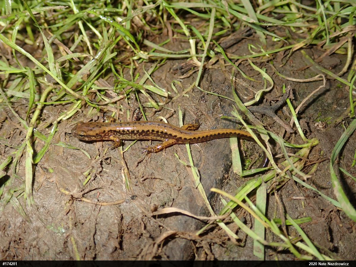 Eastern Long-tailed Salamander
