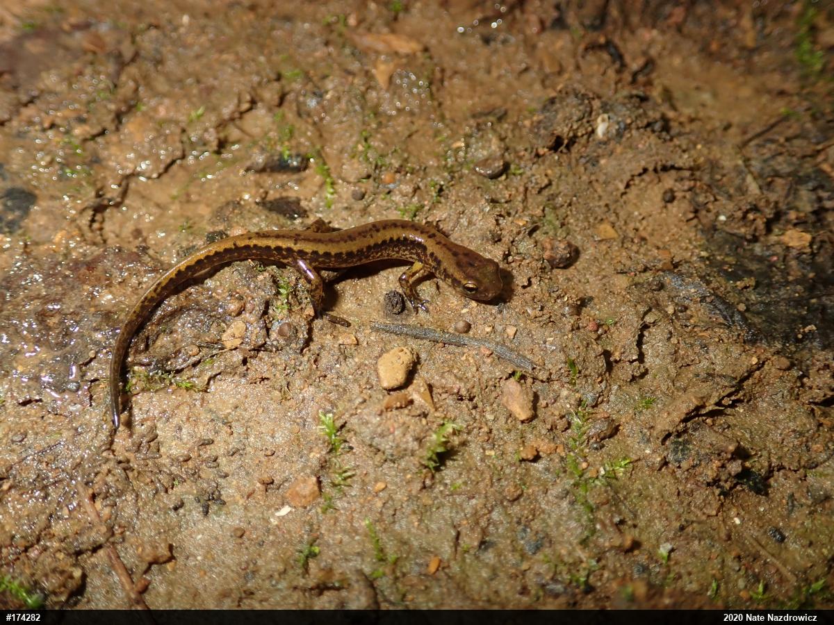 Eastern Long-tailed Salamander
