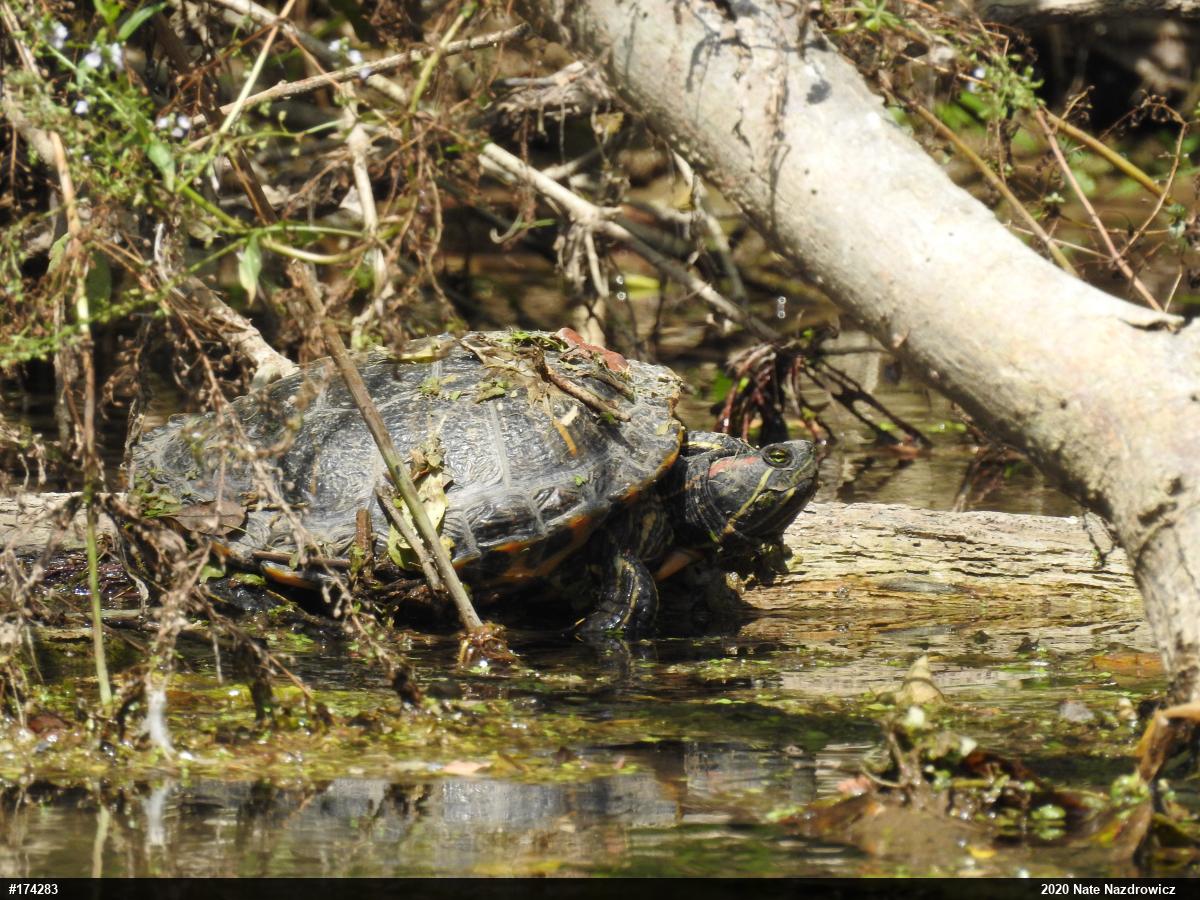 Red-eared Slider