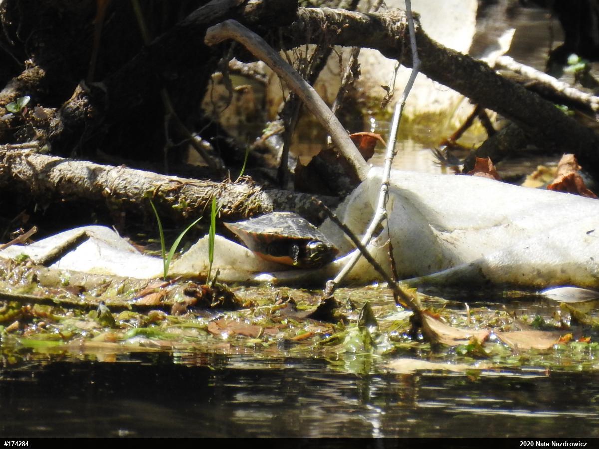 Painted Turtle
