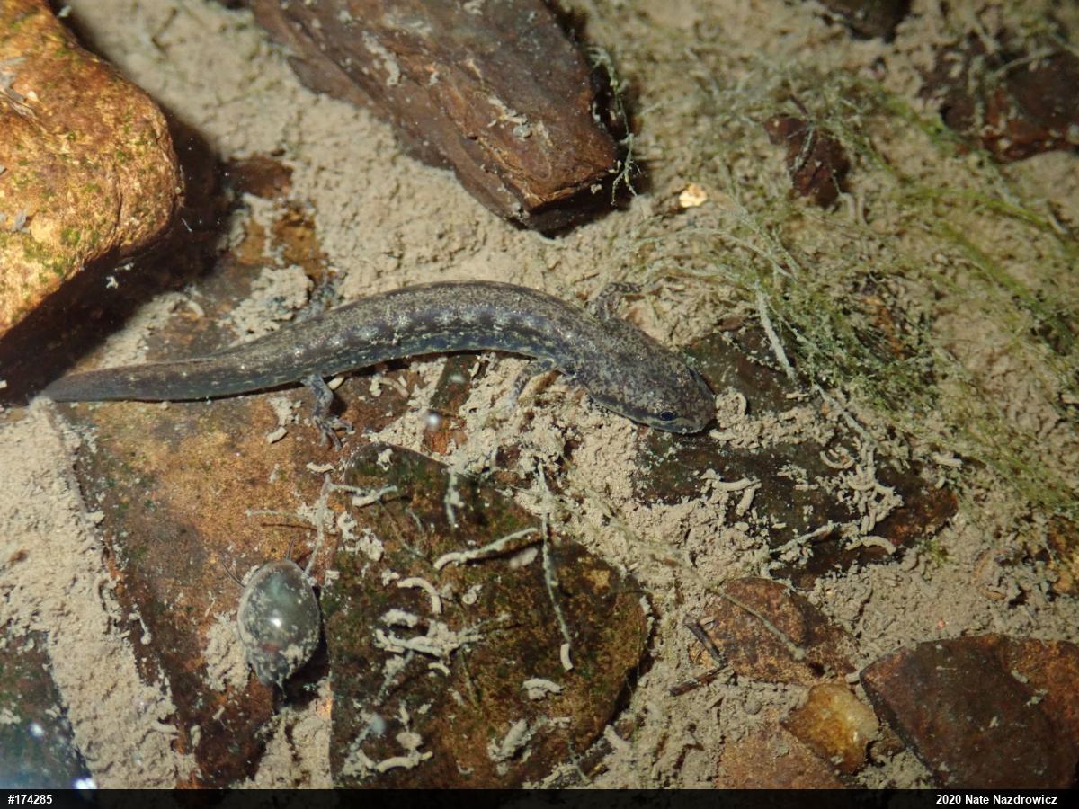 Northern Two-lined Salamander