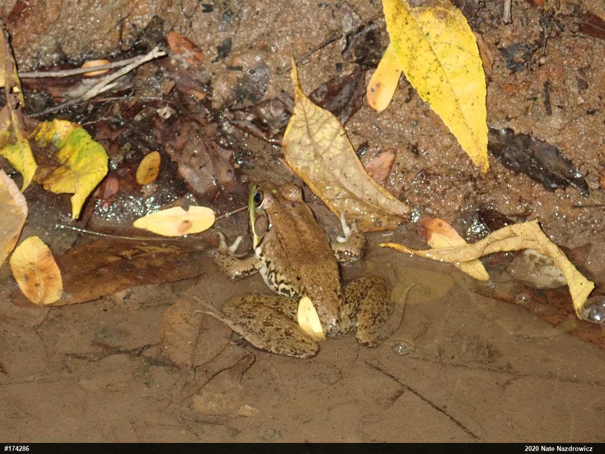 Green Frog