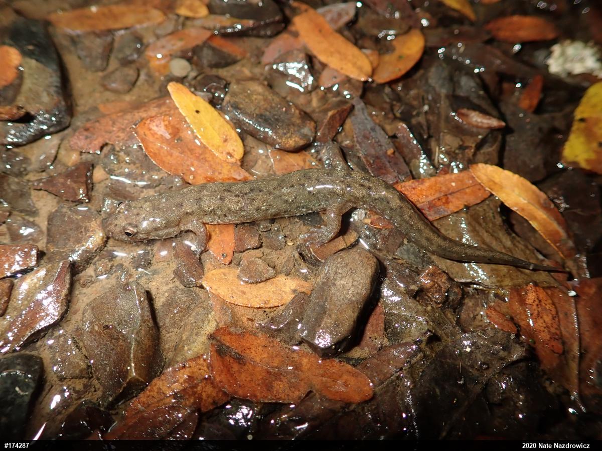 Northern Dusky Salamander