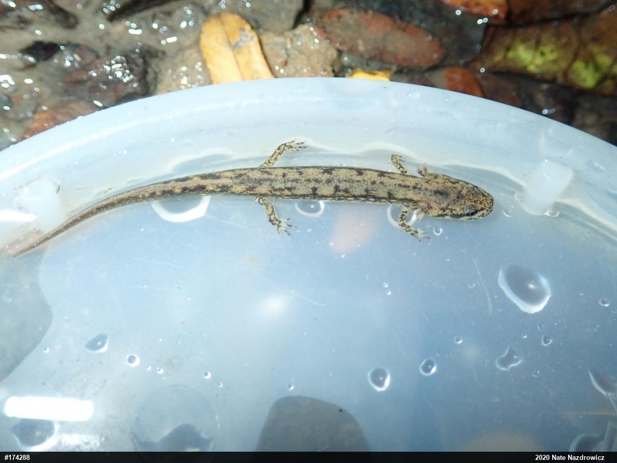 Northern Two-lined Salamander