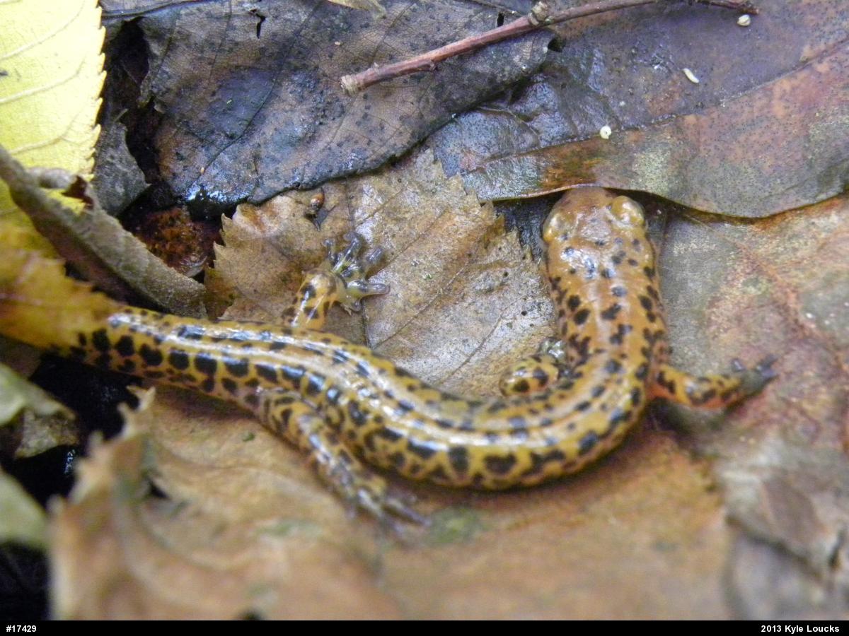 Eastern Long-tailed Salamander