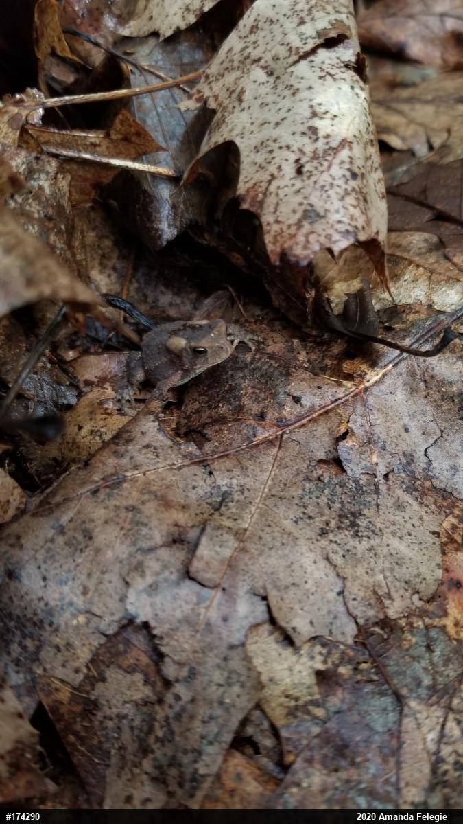 Eastern American Toad