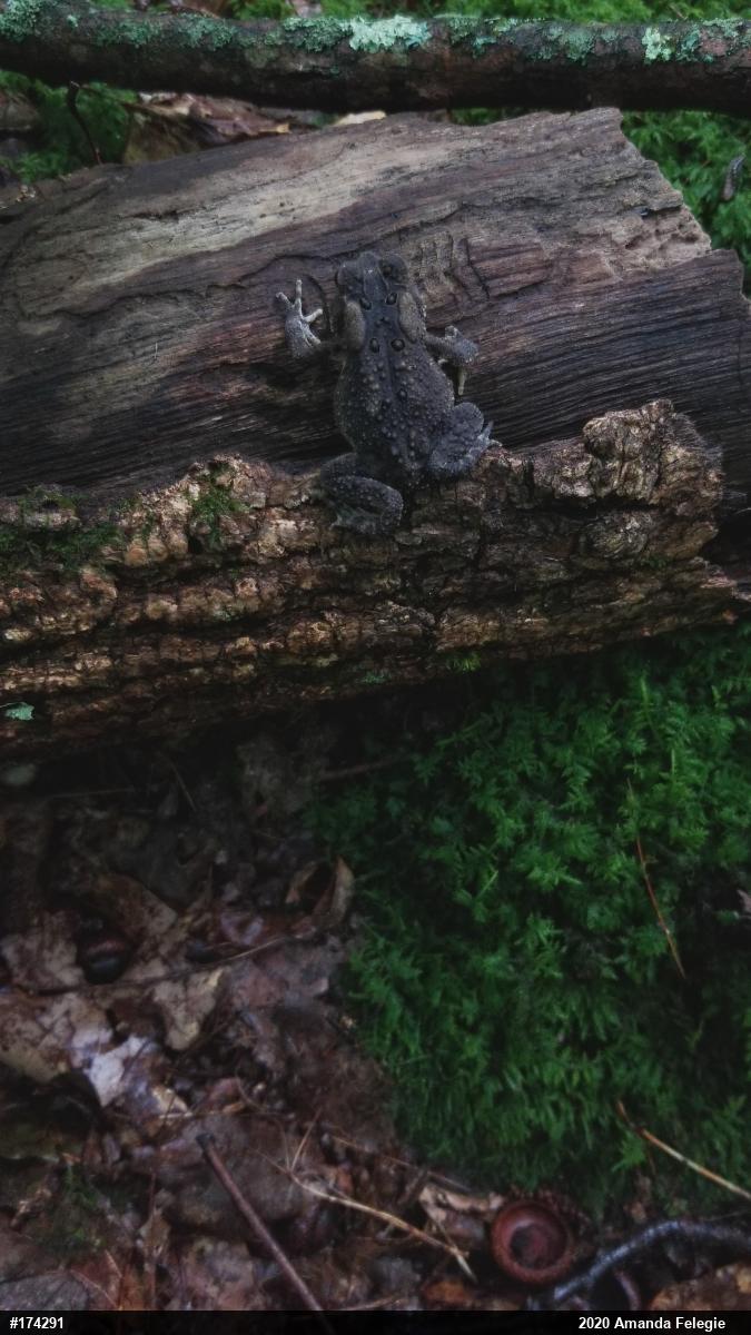 Eastern American Toad