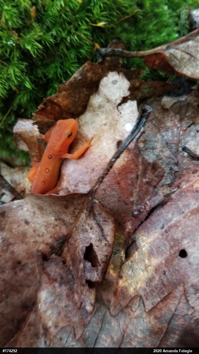 Red-spotted Newt