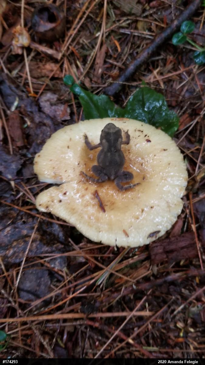 Eastern American Toad