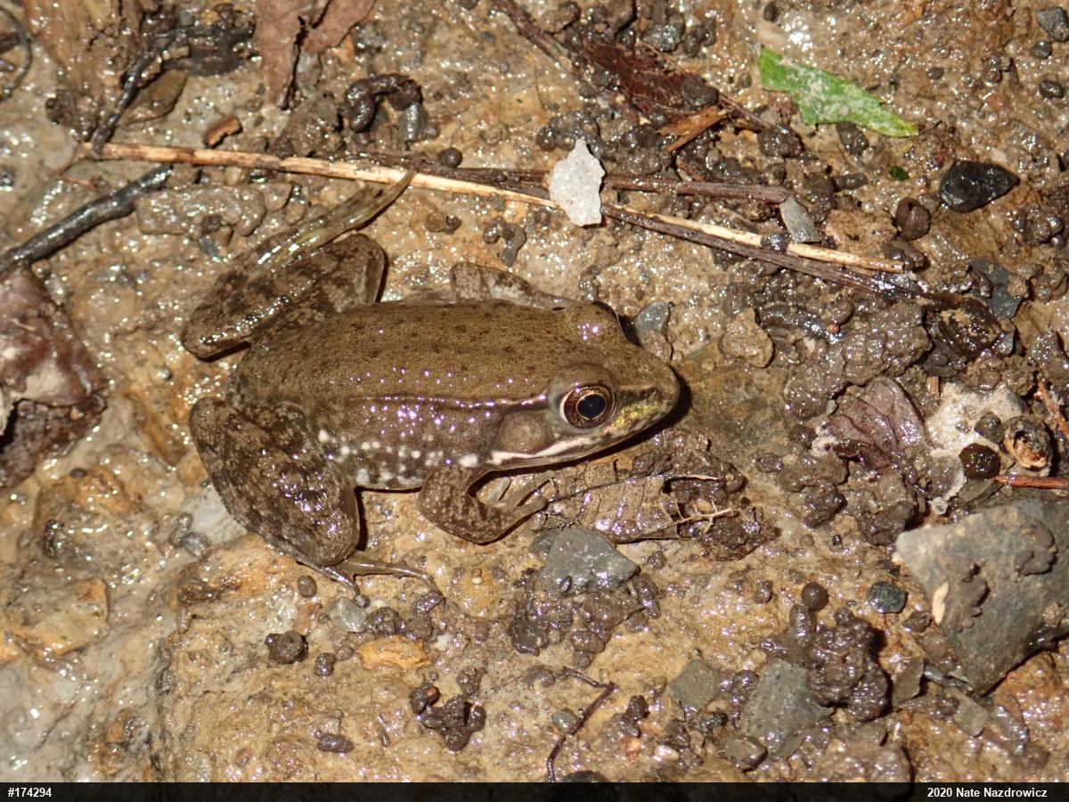 Green Frog