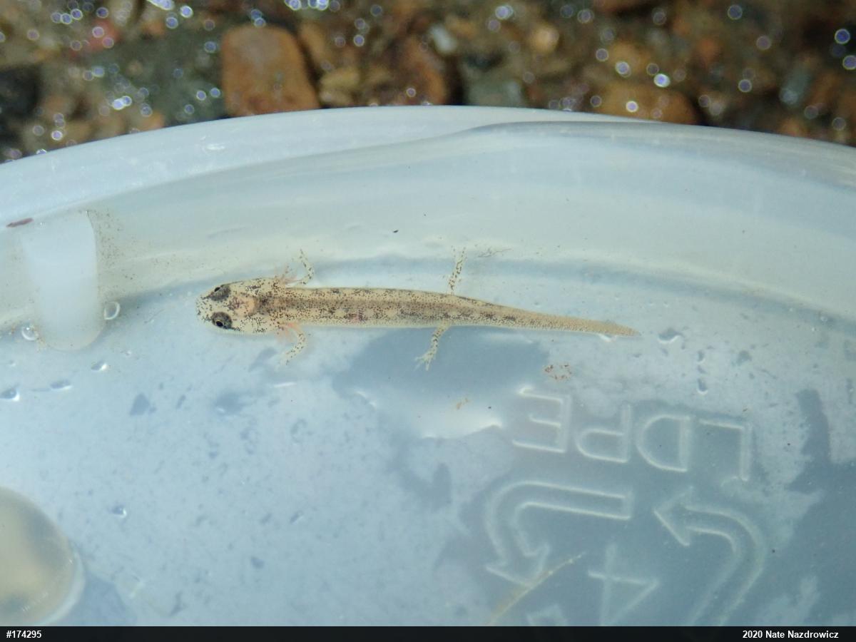Northern Two-lined Salamander