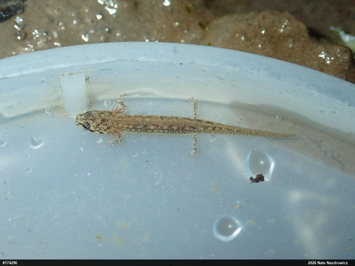 Northern Two-lined Salamander