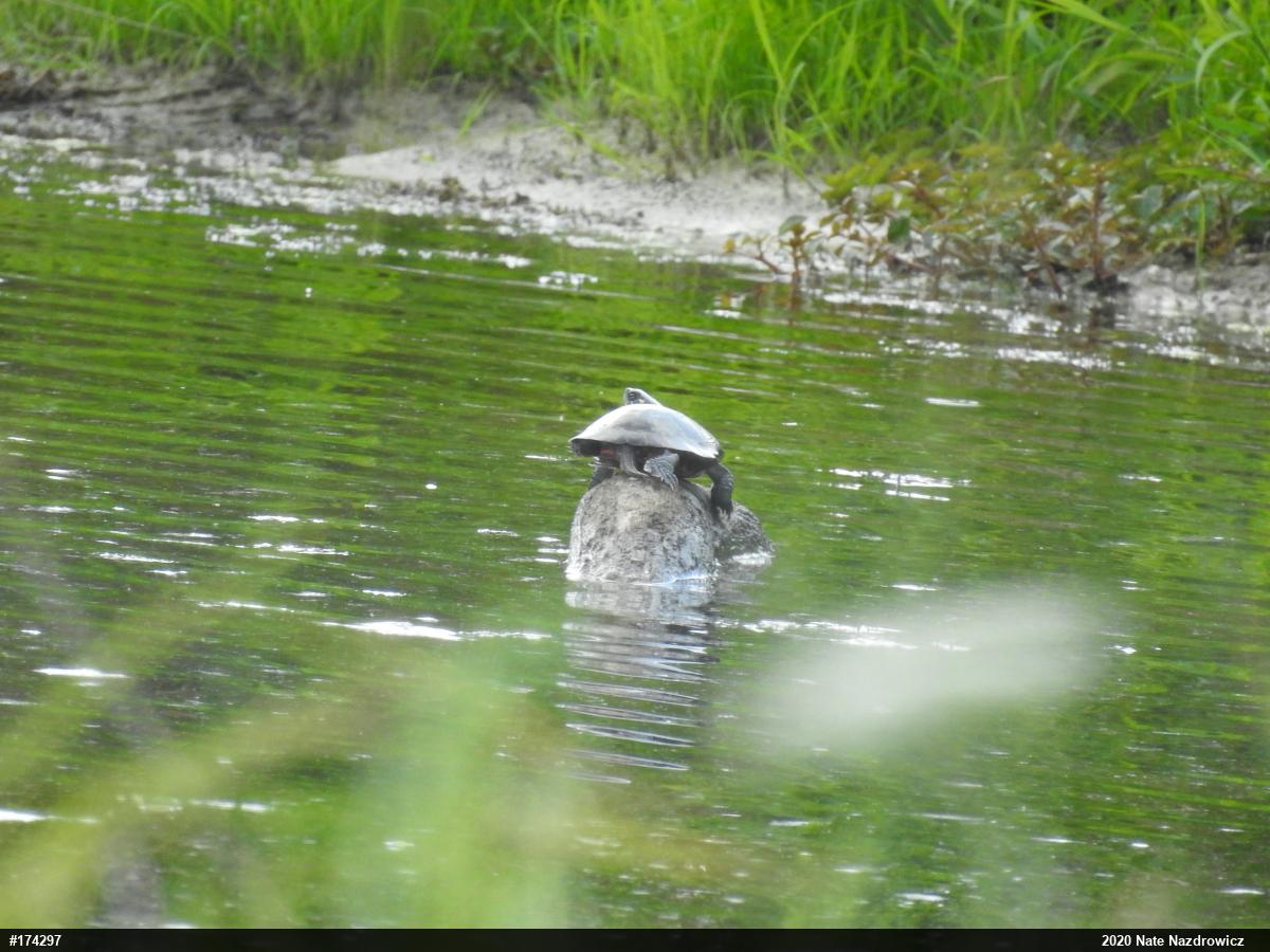 Painted Turtle