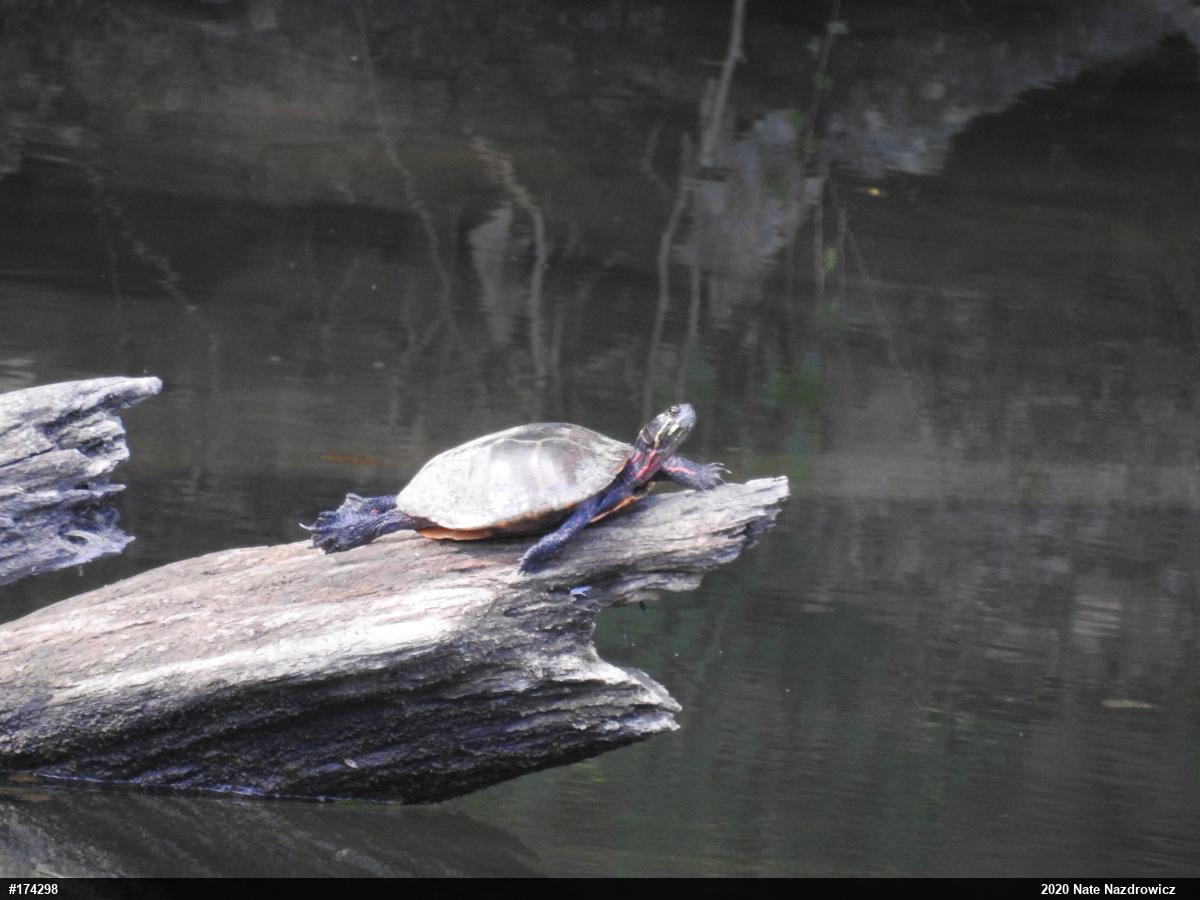 Painted Turtle