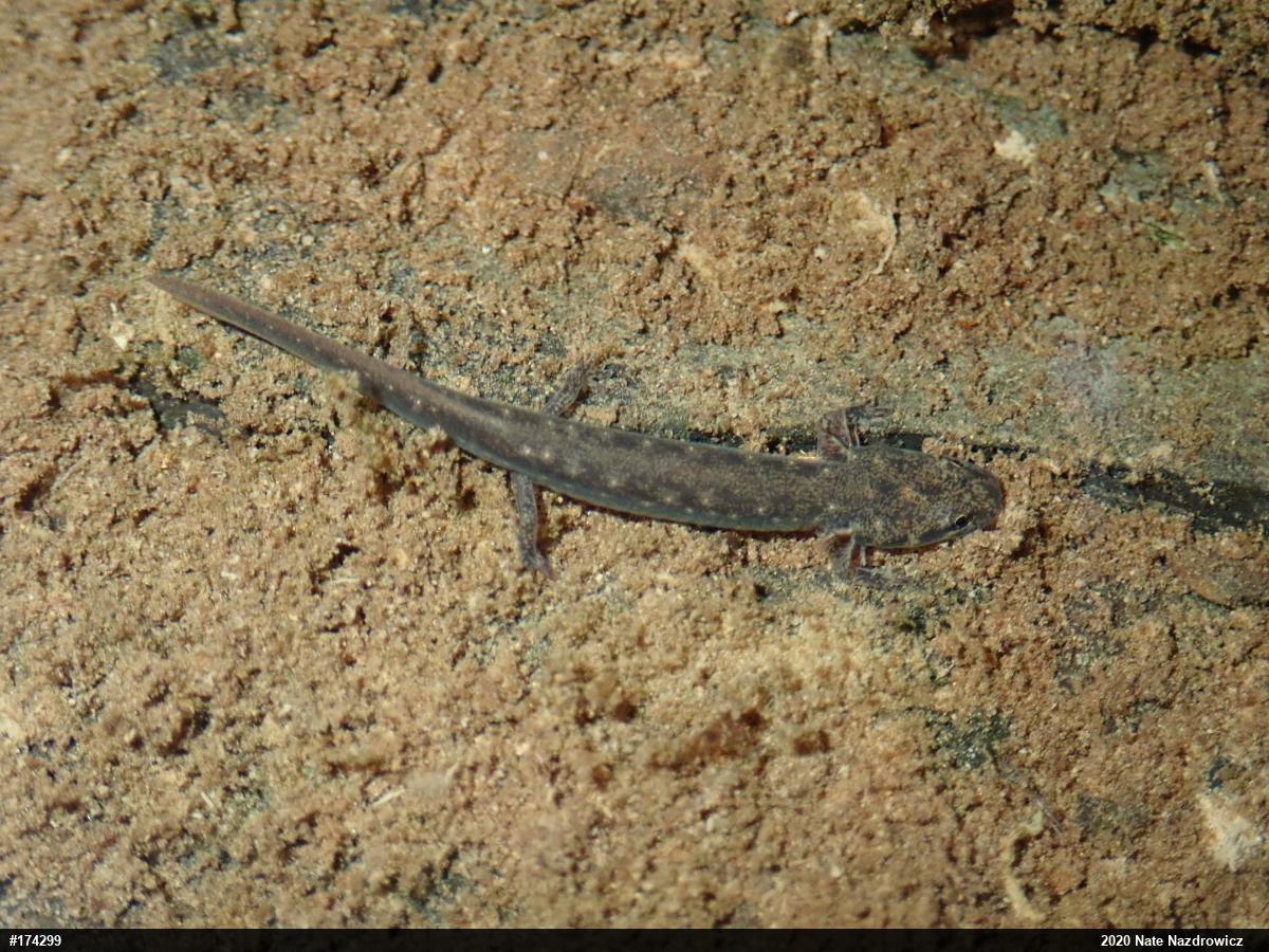Northern Two-lined Salamander