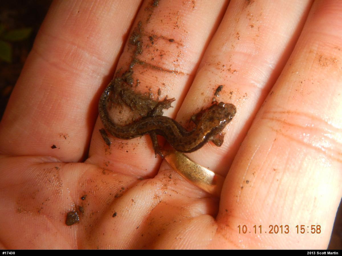 Allegheny Mountain Dusky Salamander