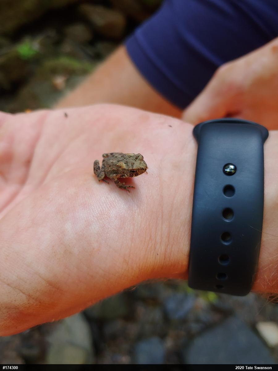 Eastern American Toad