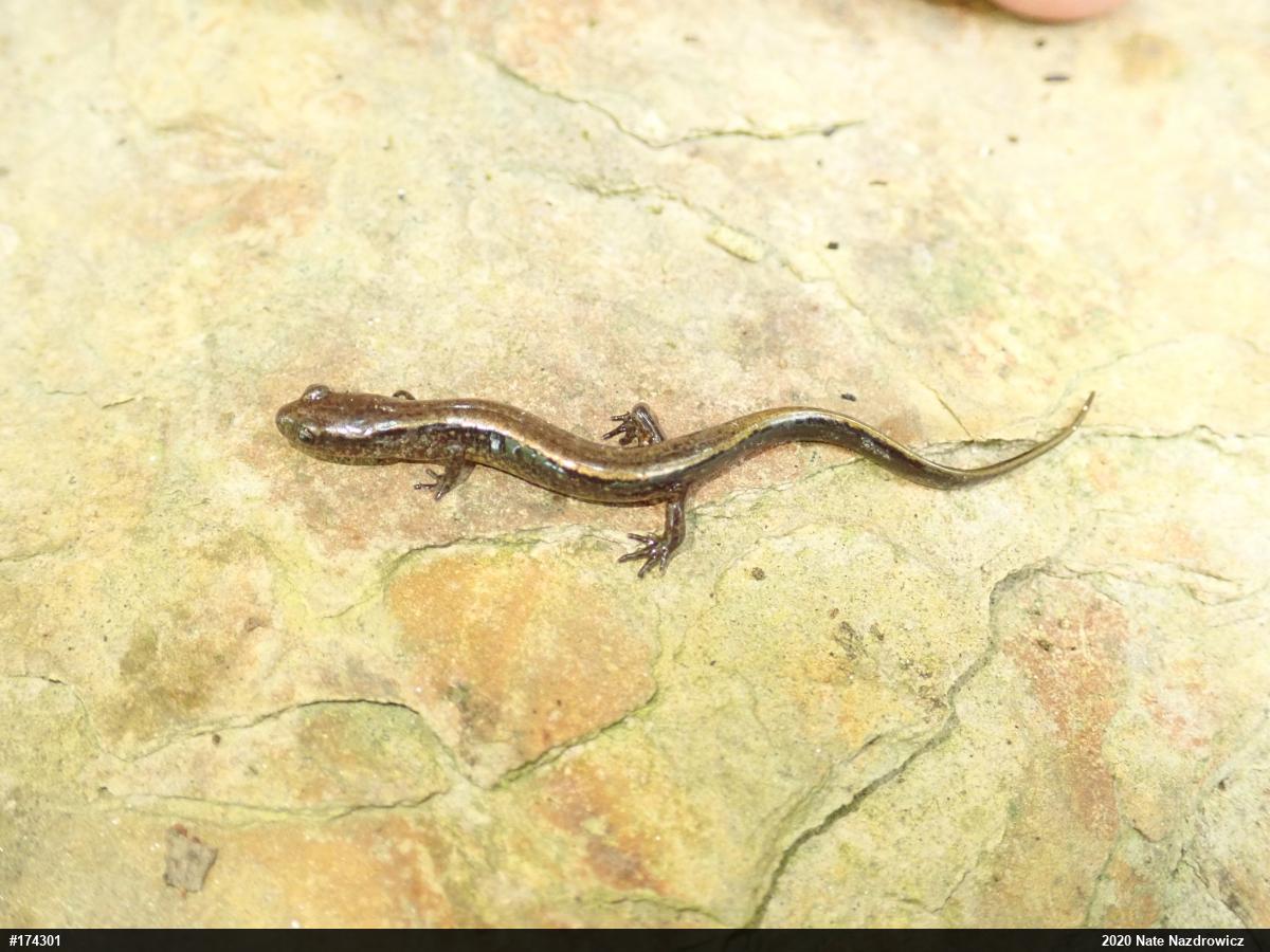 Northern Two-lined Salamander