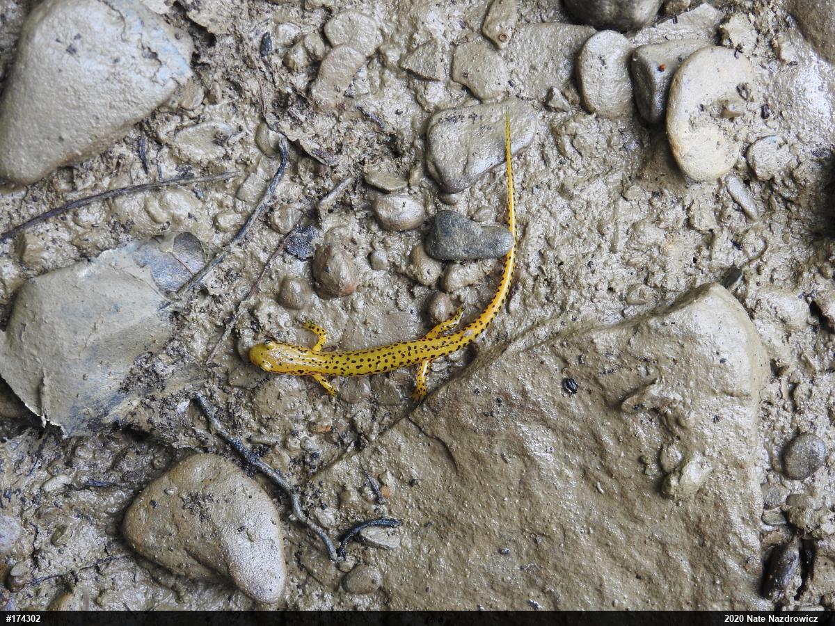 Eastern Long-tailed Salamander