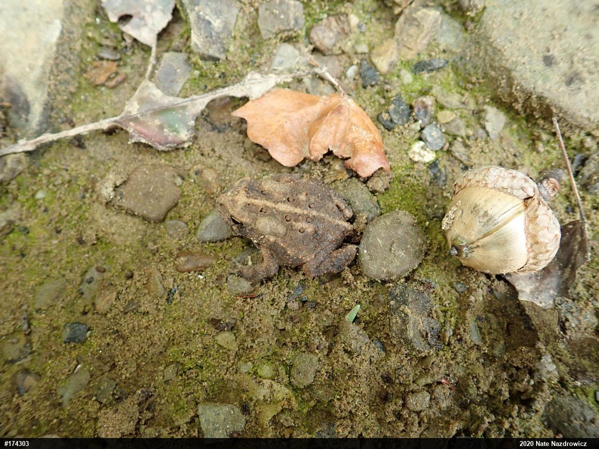 Eastern American Toad