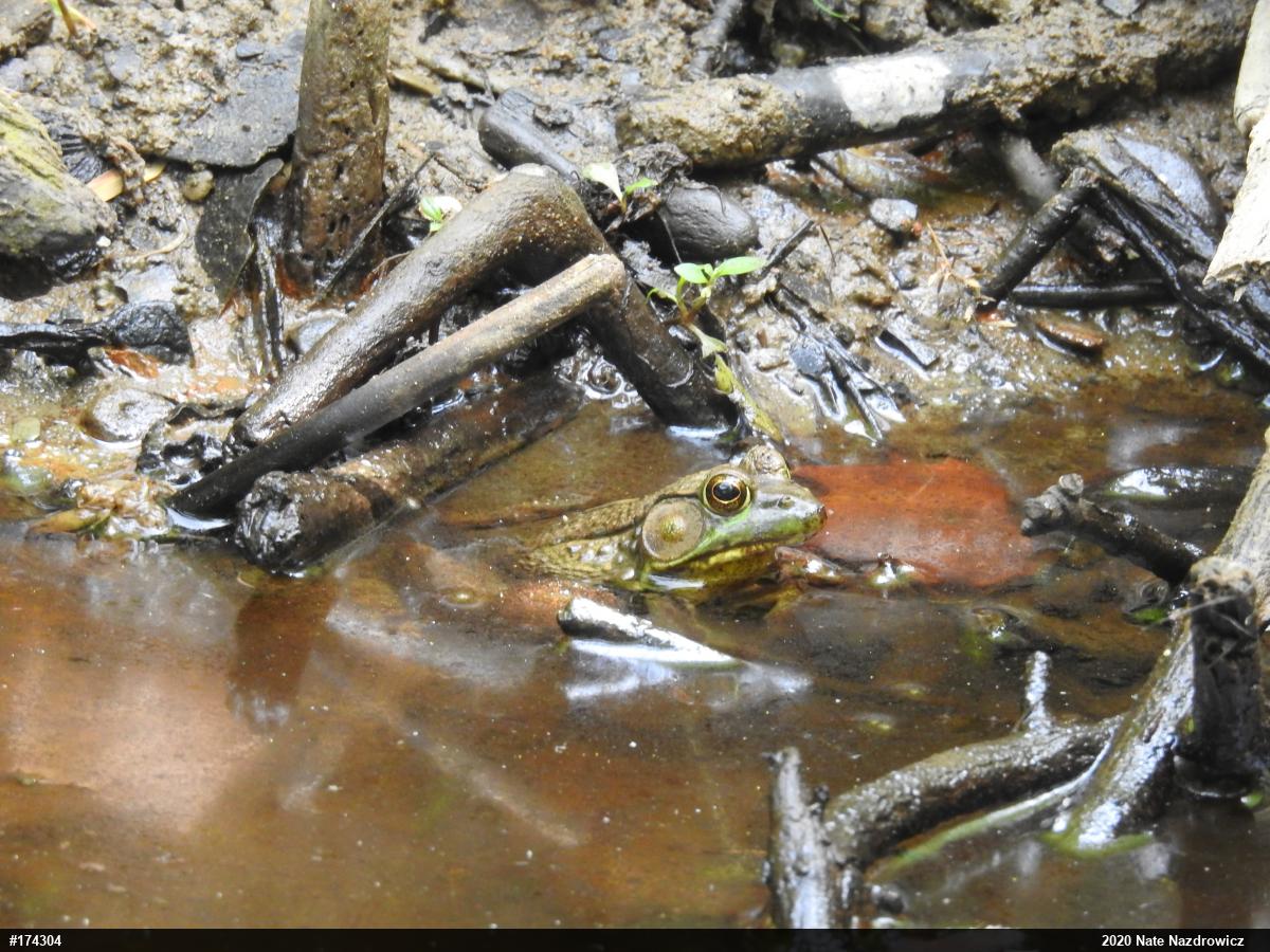 Green Frog