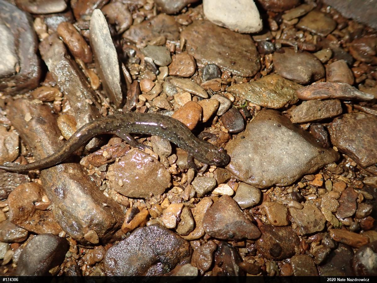 Northern Dusky Salamander