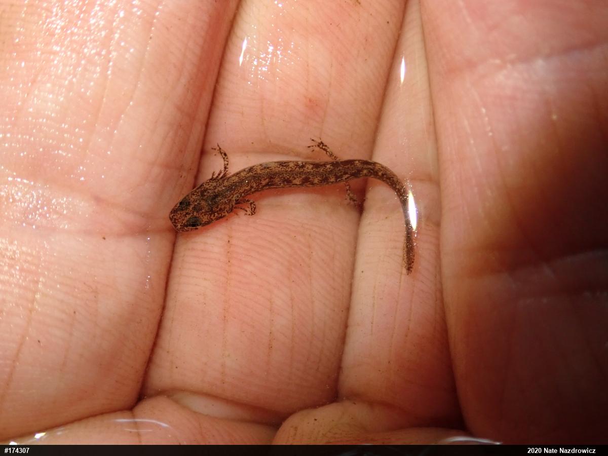 Northern Two-lined Salamander