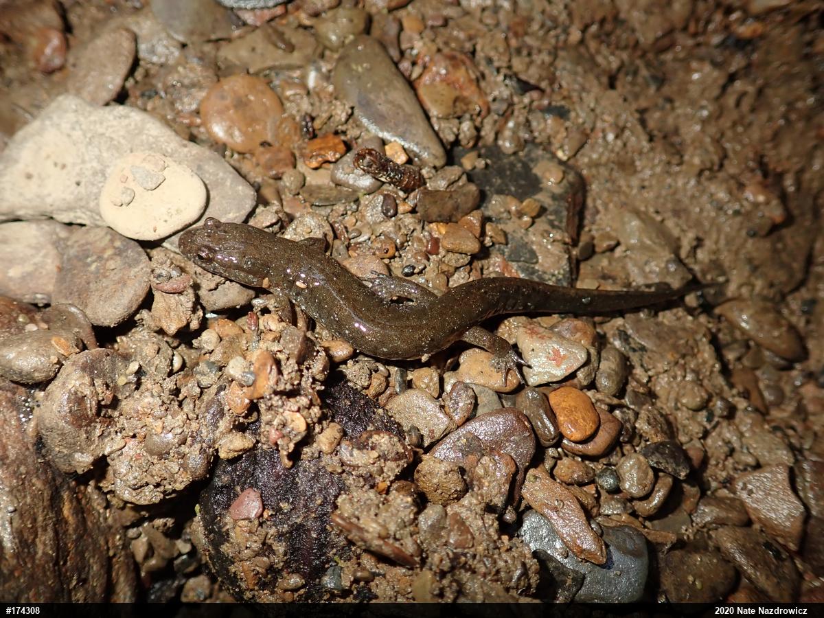 Northern Dusky Salamander
