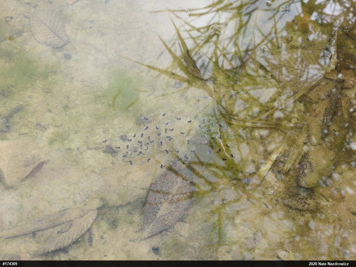 Unknown Gray Treefrog