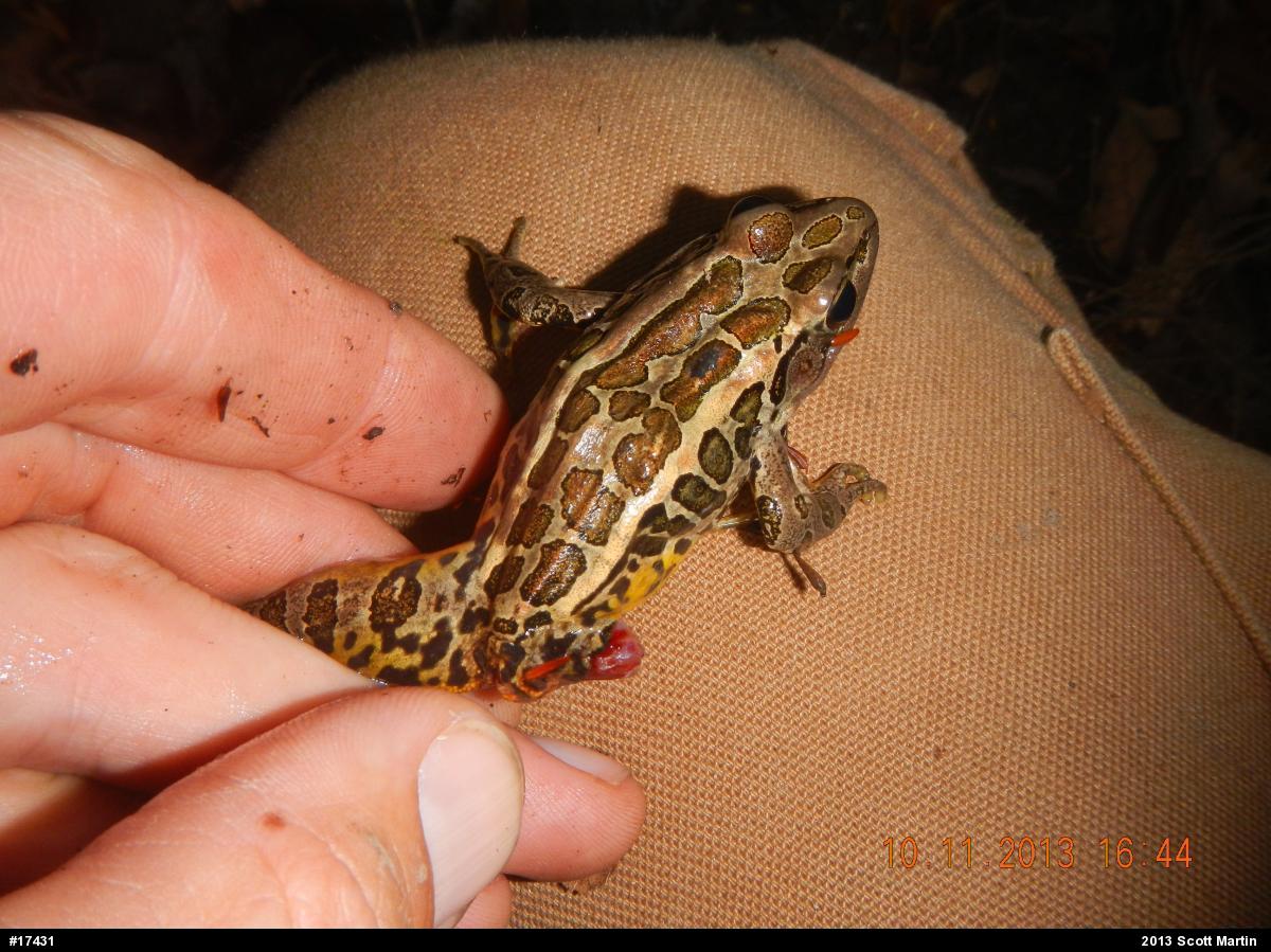 Pickerel Frog