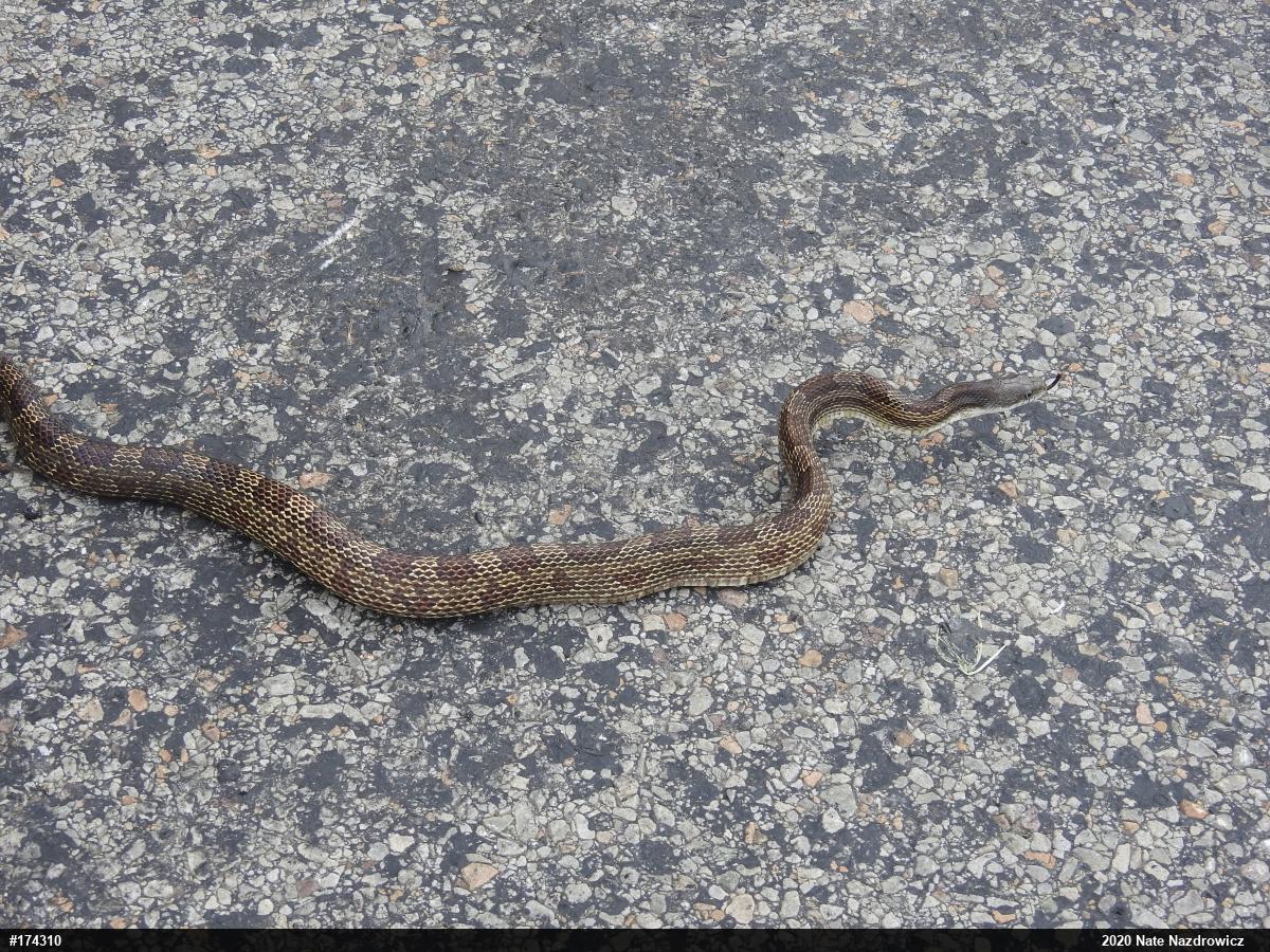 Eastern Ratsnake