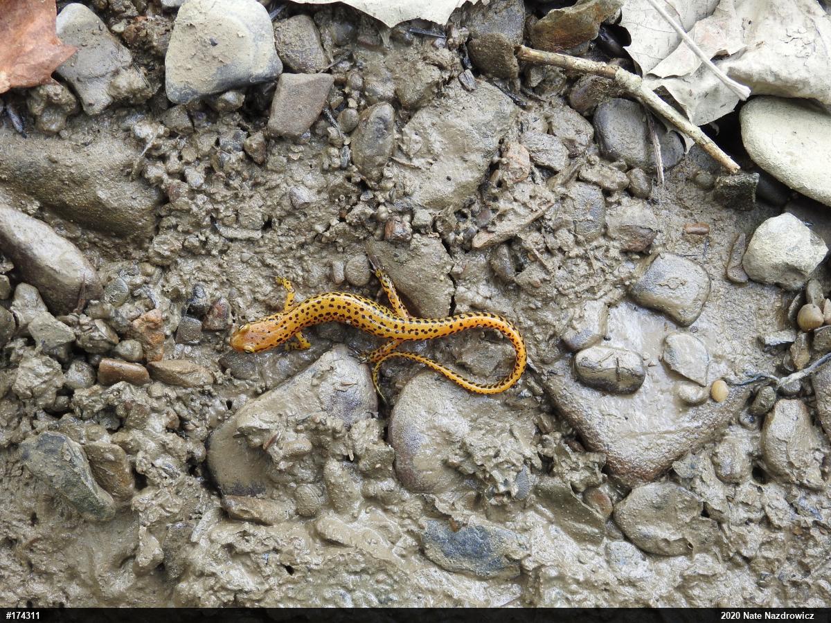Eastern Long-tailed Salamander