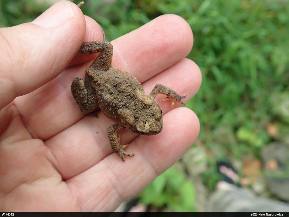 Eastern American Toad