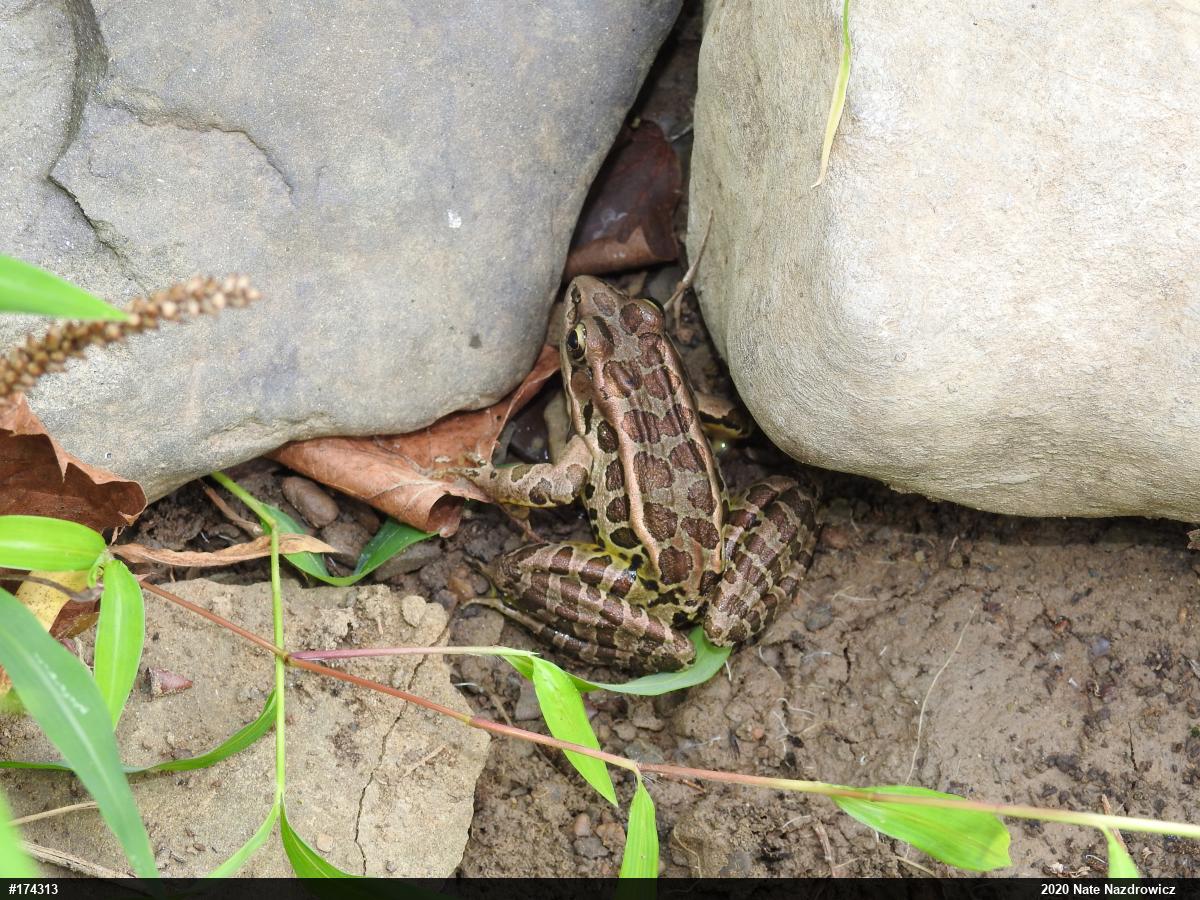Pickerel Frog
