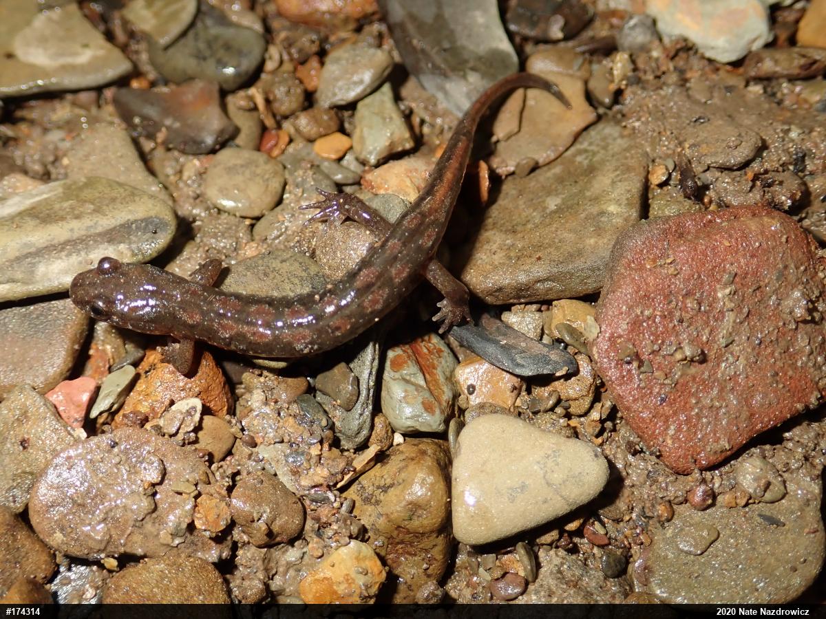 Northern Dusky Salamander