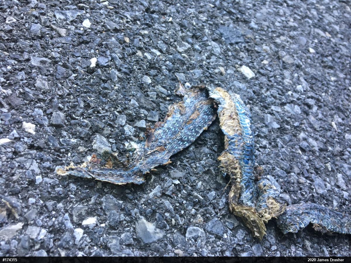 Eastern Gartersnake