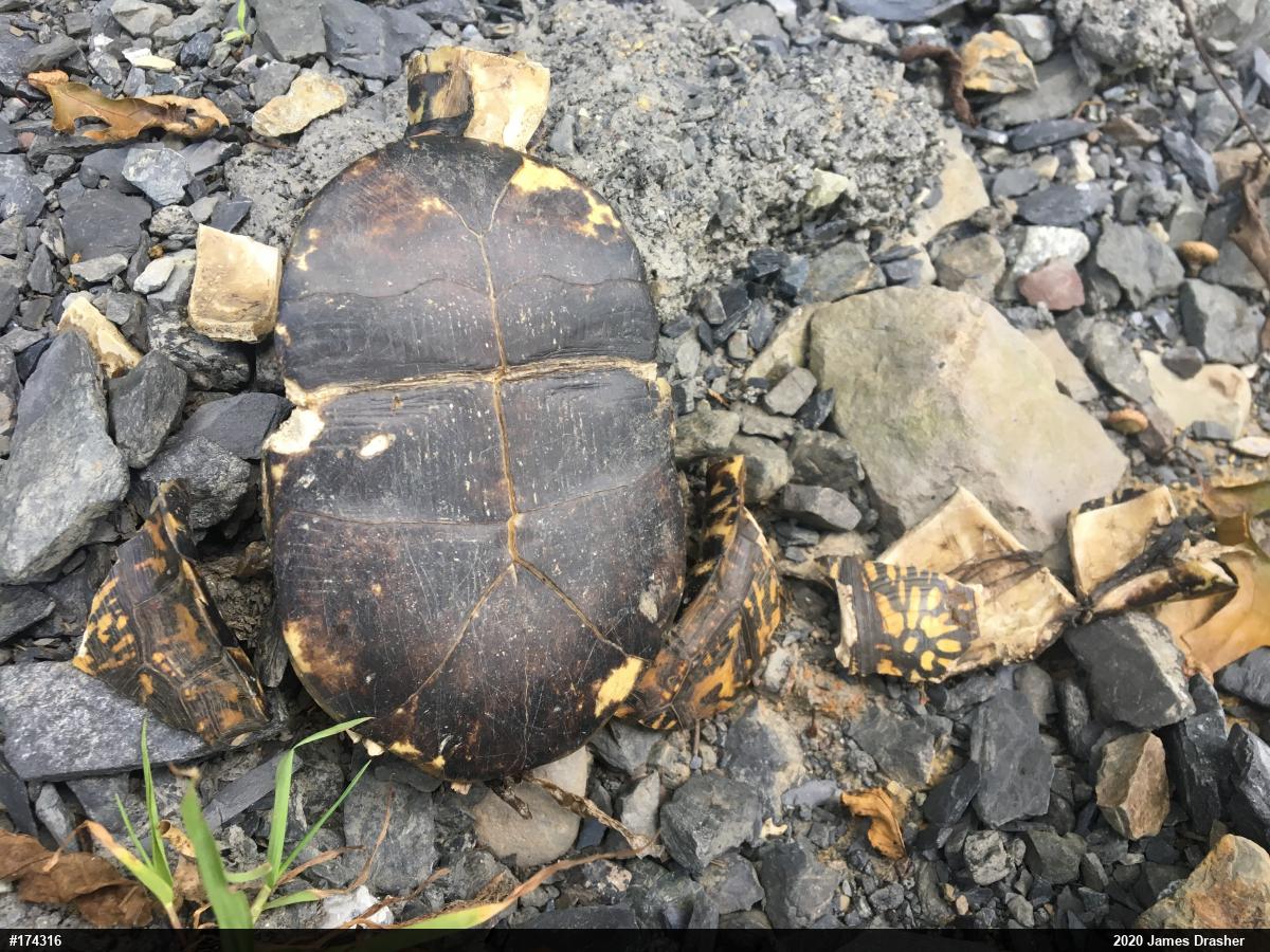 Eastern Box Turtle
