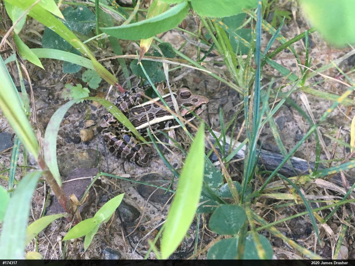 Pickerel Frog