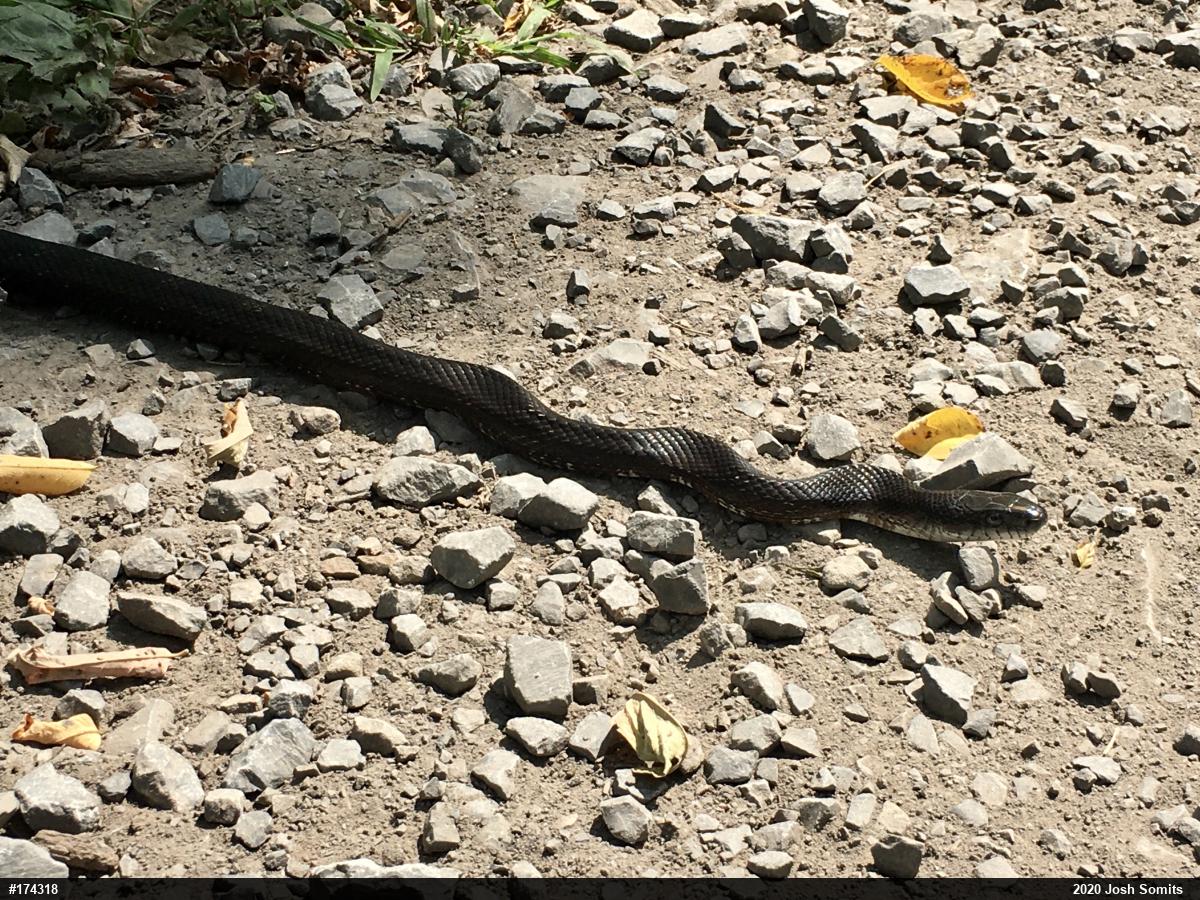 Eastern Ratsnake