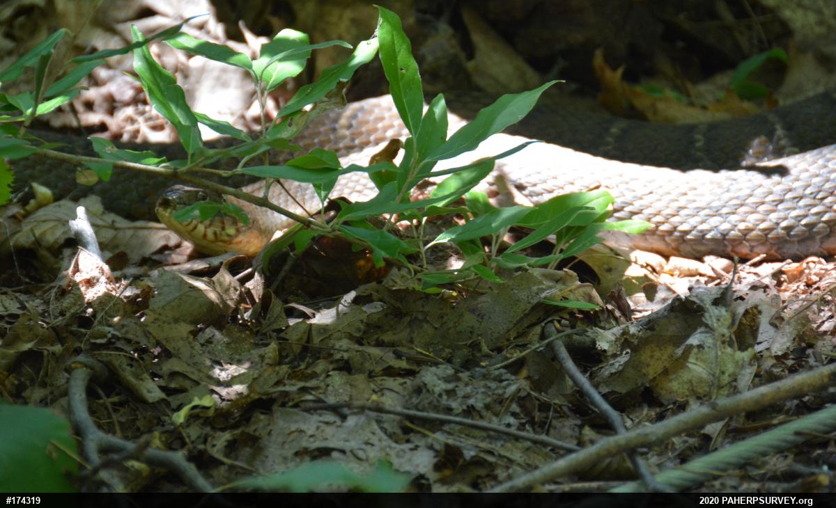 Northern Watersnake