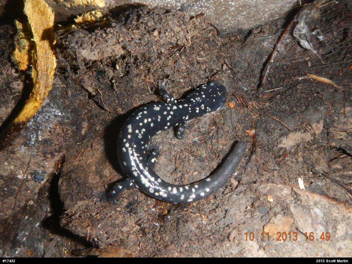 Northern Slimy Salamander